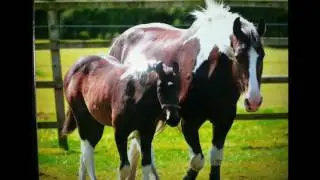 Burrows Lane Farm Equestrian College