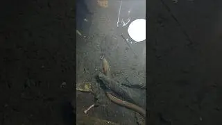 mancing belut malam belutnya pada nongkrong diluar sarang #shorts