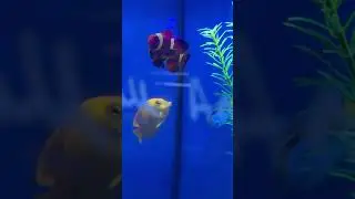 Maroon clown fish now available (21/3/25)