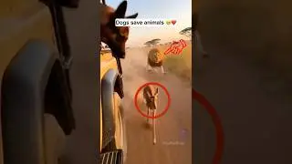 Dogs Protect Animals 🐕😭 | Moments That Restore Faith