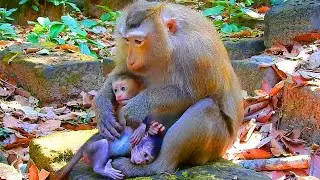 Will Rose adopt one more longtail baby as she adopt Brady before? Rose really love longtail newborn