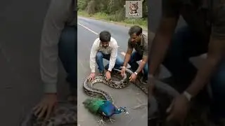 Peacock Rescued from Deadly Python &ndash; Real Life Wildlife Drama #animals #animalrescue #pythonattack