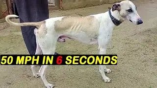 Fastest Dog Of The Village 50 MPH in 6 Sec