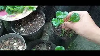 Panen sawi pagoda organik pertama kalinya alhamdulillah  #kebunorganik #urbanfarming 