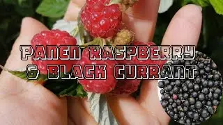 Panen Raspberry (Framboise) dan Black Currant (Cassis) yang ditanam.