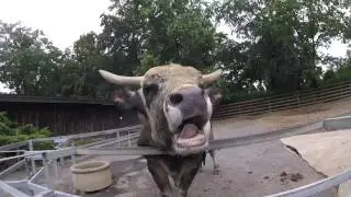 Attackiert im Tiergarten! Odenkirchen | M&ouml;nchengladbach