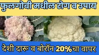 फुलगोबी रोग ||फुलगोबी पिवळी पडणे ||फुल तडकणे ||बोरॉन 20%