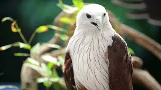 Spiritual Meaning of Hawk In Dream Totam Vision