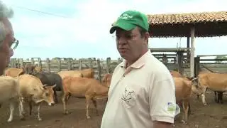 Fazenda do Piauí participa de melhoramento genético de boi