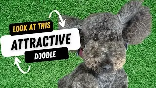 How We Keep Kingston&rsquo;s Goldendoodle Coat Tangle-Free & Fluffy