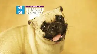 Humane Adoption