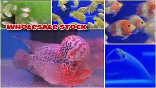 🥳 Wholesale Aquarium Fish Stock வந்துடுச்சு 😍 | Classic Aquarium Jailani&rdquo;