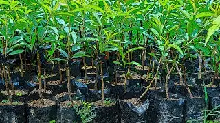 Cultivo de Durazno #4: Cómo Injertar una Planta de Durazno