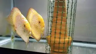 Discus Fry Wrigglers! First Hatch!!😁