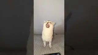 I Want It That Way ft. Barking Cat