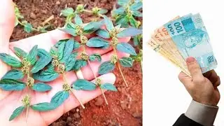 Apenas 1 folha dessa planta vale R$ 7 mil reais !!