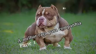 American Bull e Exotic Bully! Entrevista com o canil GF Bullies Parte 1