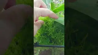 update: hypnum climbing over orchid leaves in the terrarium #terrarium #orchid #moss