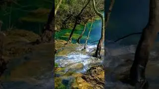 Water Flowing in Green Forest 🍃 | Pure Nature Sound #Shorts #naturesounds #relaxingmusic