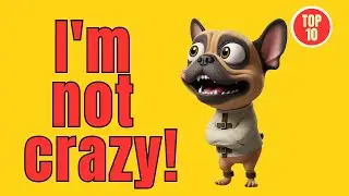 Why does the French Bulldog have these 10 strange behaviors?