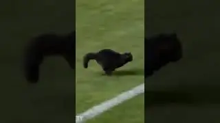 Black Cat scores an unbelievable goal in a football match #catlover #goals