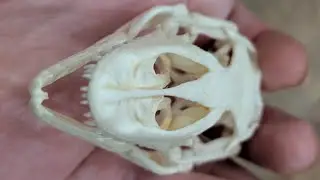 2025 Mystery Holiday Bone Box from Skulls Unlimited Unboxing