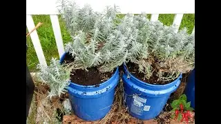 Transplanting Lavender Plants Outdoors