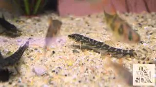 Batik Loach (Mesonoemacheilus triangularis)