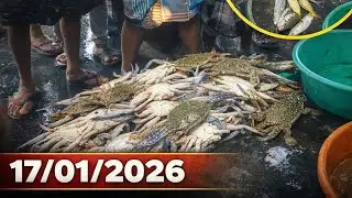 கட்டுமாவடி மார்க்கெட் இன்றைய மீன்கள் ஏலம் 🐟🦐🦀🦈🐟🦐 17/01/2026