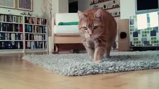 Ertappt! Lustiges Katzen-Video von Rackern allein daheim