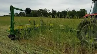 Planting into rye cover crop, Yetter rollers