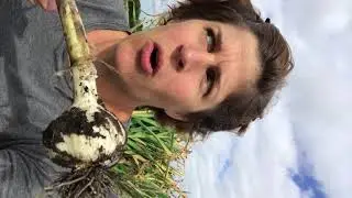 The Garlic Journey