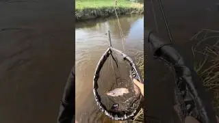 Trout Fishing in the River#fyp #shorts #river #fishing #troutfishing #fish #trout #риболовля #річка