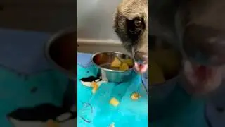 【Happy Bite🍎】Rescued Japanese raccoondog Pon enjoyed apple! #wildliferescue #raccoondog #animallove