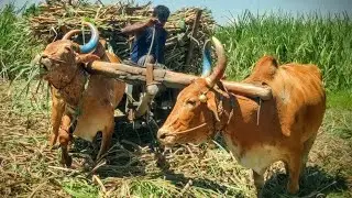 New young Bullock cart mud riding // Bullock cart  sugarcane heavy load pulling // #cow #cowboy