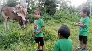 Shadow H and atlas watching cows