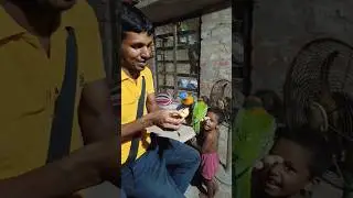 lorikeet eating // lorikeet bird foodlorikeet parrot food