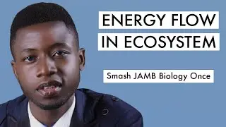JAMB Biology CBT Tutorial 2026 Questions On Energy Flow In The Ecosystem (Top 24)
