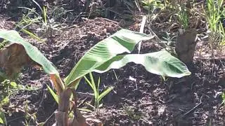 E muitas sa&uacute;vas comendo tudo