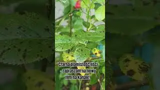 Czarna plamistość liści- zapraszam na nowy film na kanale! #ogrodnictwo #garden #kwiaty #r&oacute;że