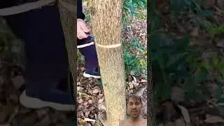 Fruit Tree Ring Barking and Ring Cutting Integrated Knife 