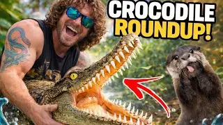 Catching Crocs before the Cold Snap! 