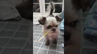 Cute Brussels griffon's puppy eyes 맛없는 간식받은 강아지 반응
