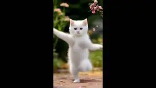 dance cat | 2 #cat #cute #funny