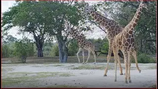 ¿Cómo Alimentan a los Animales GIGANTES del Zoológico?