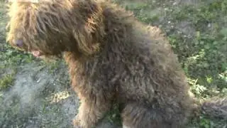 Barbet Francais: noses, teeth coat types and colors!