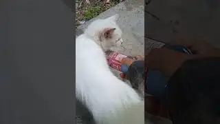 SELALU PINGIN CANDA