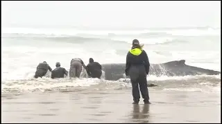 Humpback whale stranded on Oregon coast euthanized after rescue attempts fail