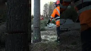 How Professional Logger Take Down Massive Trees Safely?