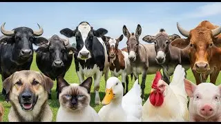 Cute Animal Voices: Cow, Goat, Sheep, Pig, Chicken, Duck, Dog, Cat Sounds